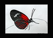 Schmetterling-01-klein.jpg