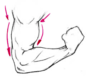 Muskeln des Armes zeichnen