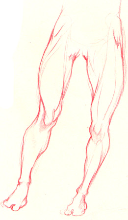 Muskeln des Beines  zeichnen