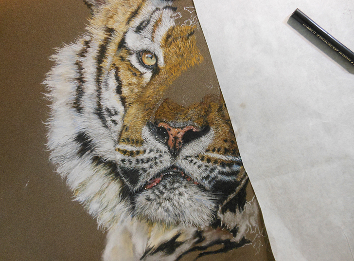 Tiger mit Pastell malen