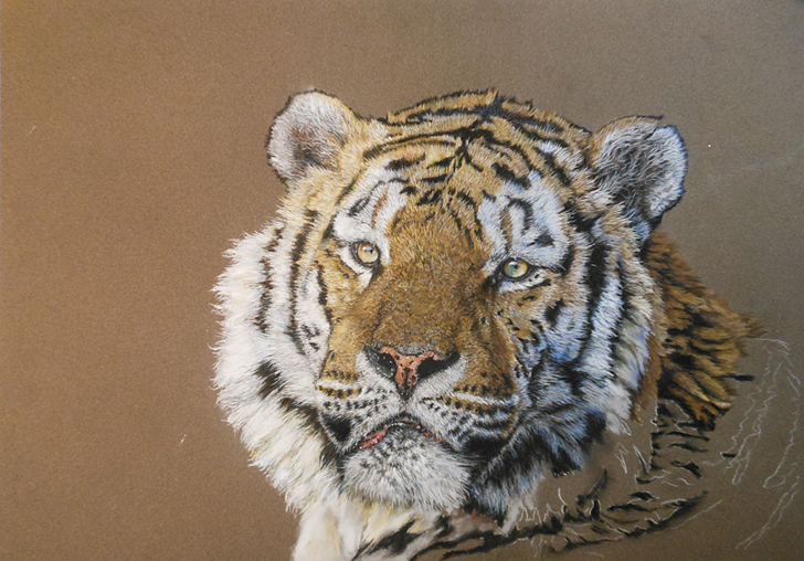 Tiger mit Pastell malen