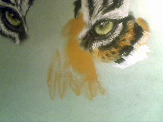 Tiger zeichnen