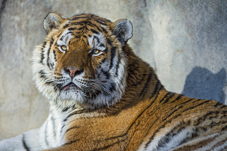 Foto Tiger von Emmanuel Keller