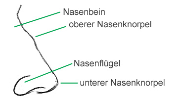 Anatomie Nase