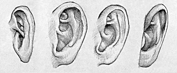 Ohren dreidimenstional zeichnen