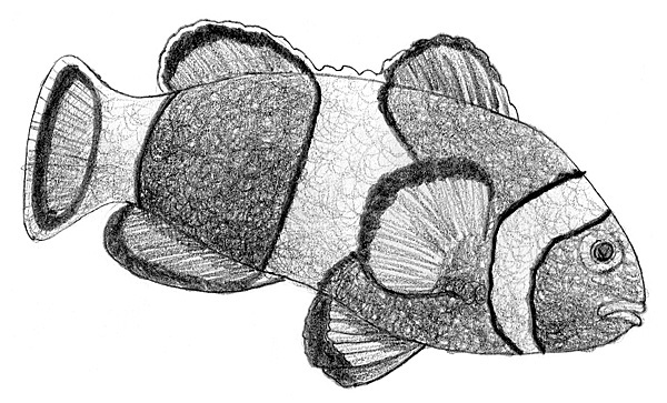 Schritt 3 - Schuppen und Tonwerte