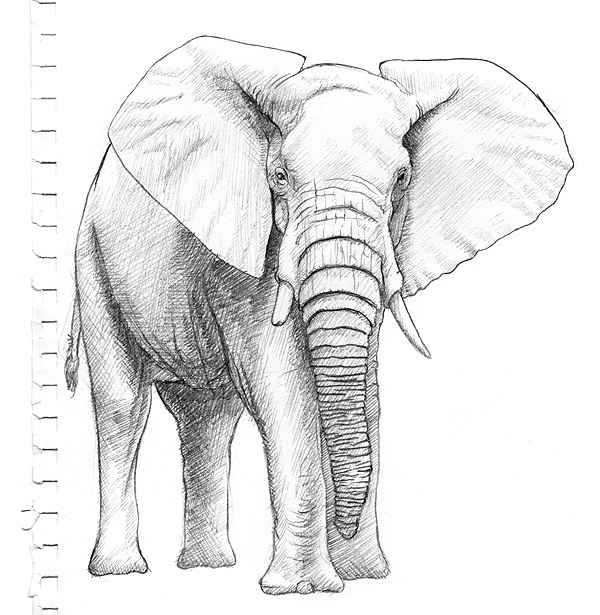 Elefant malen und zeichnen