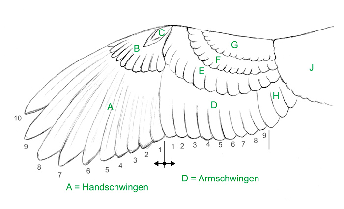 Flügel malen