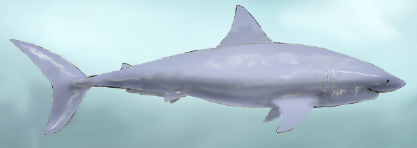 Einen Hai malen