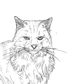 Einen Katzenkopf zeichnen