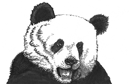 Kopf Panda zeichnen