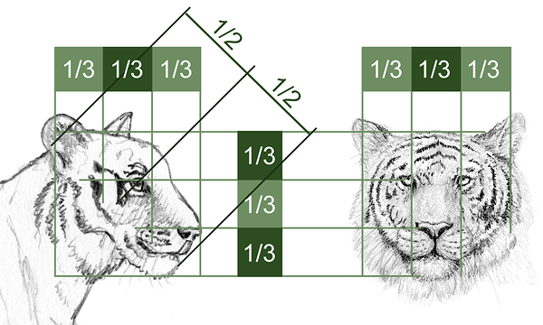 Tiger zeichnen lernen