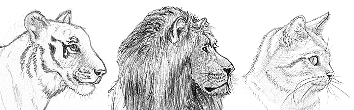 Löwe, Katze & Tiger zeichnen