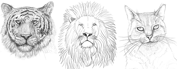 Löwe, Katze & Tiger zeichnen