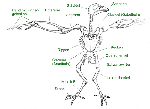 Vögel zeichnen