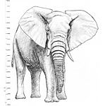 Elefant