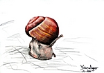 Schnecke