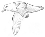Möwe