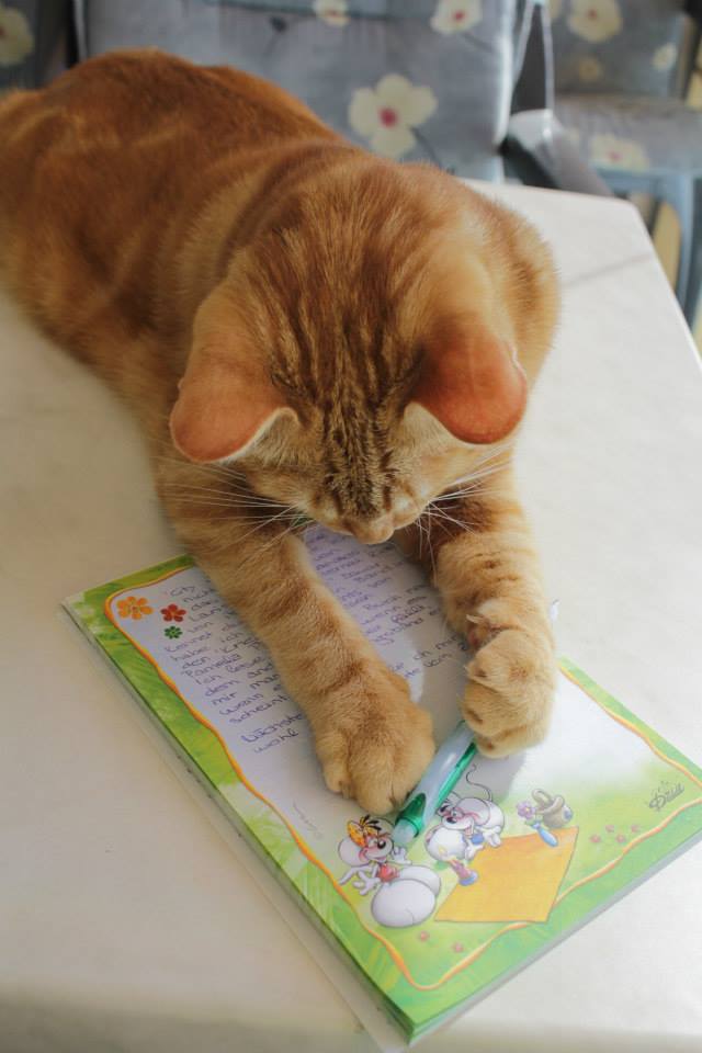 Mein Stift! Miau